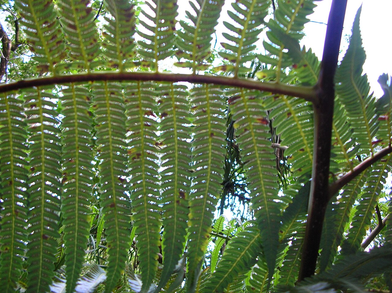 Cibotium glaucum, Hapuu tree fern — upright evergreen (Cibotiaceae) (image 3 of 10)