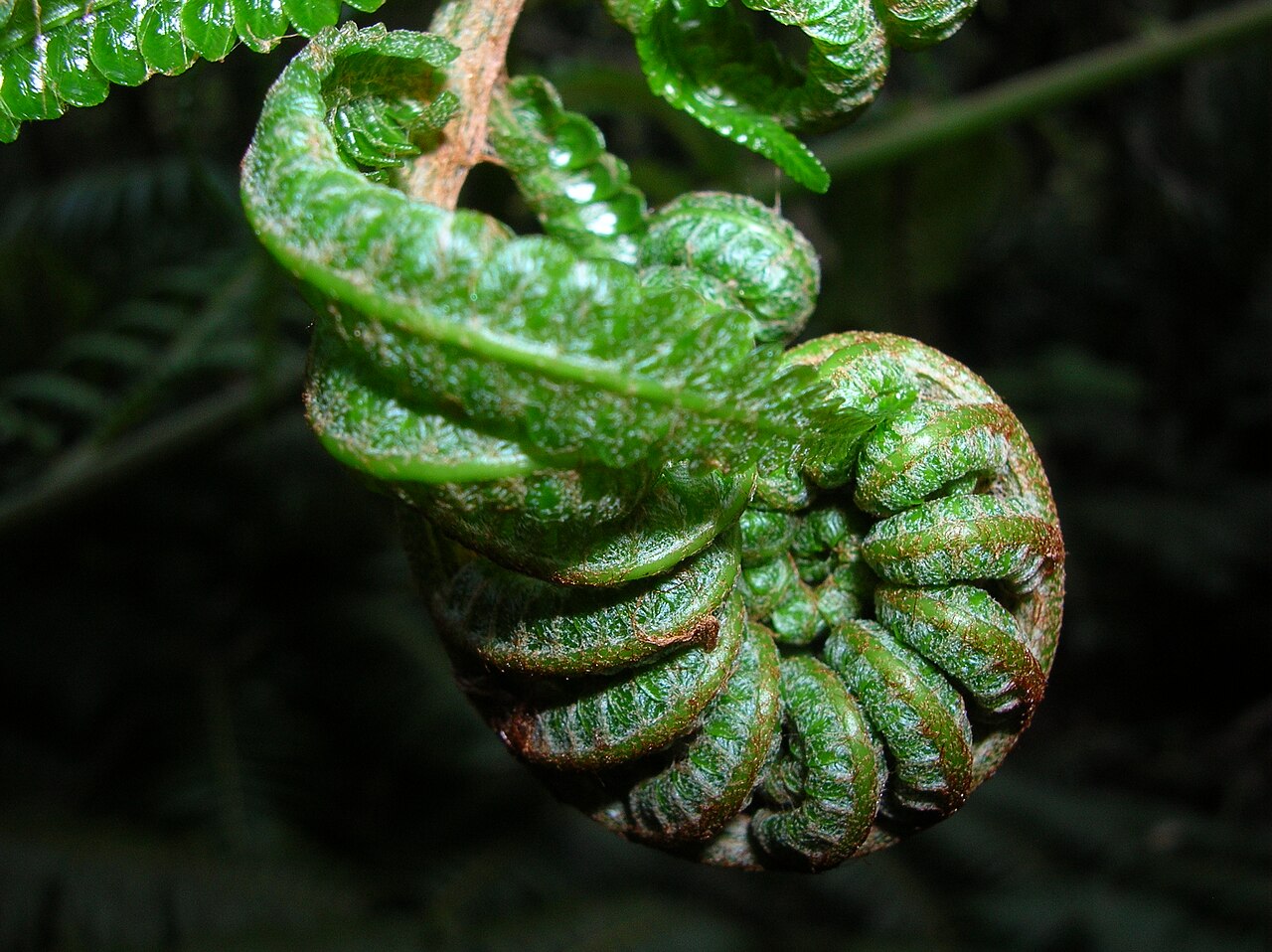 Cibotium glaucum, Hapuu tree fern — upright evergreen (Cibotiaceae) (image 4 of 10)