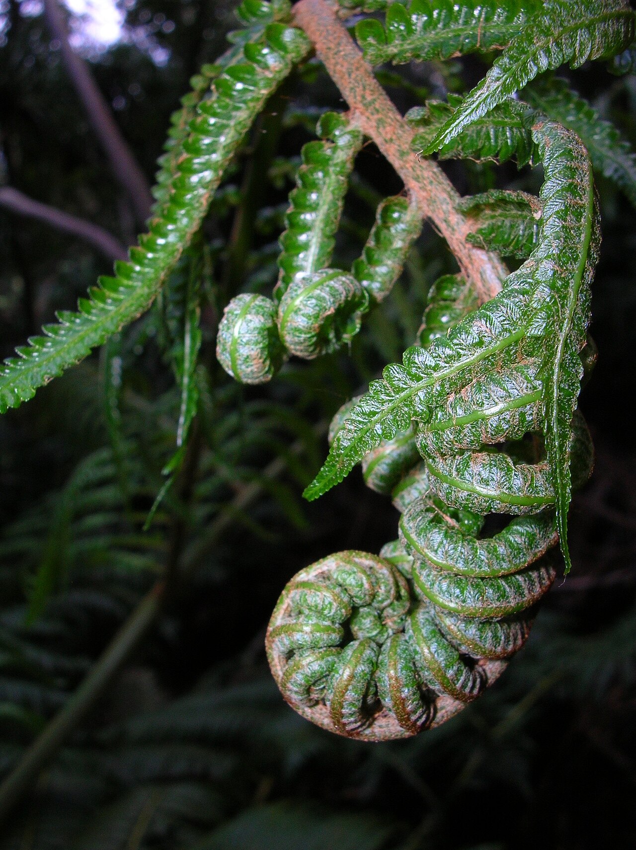 Cibotium glaucum, Hapuu tree fern — upright evergreen (Cibotiaceae) (image 5 of 10)