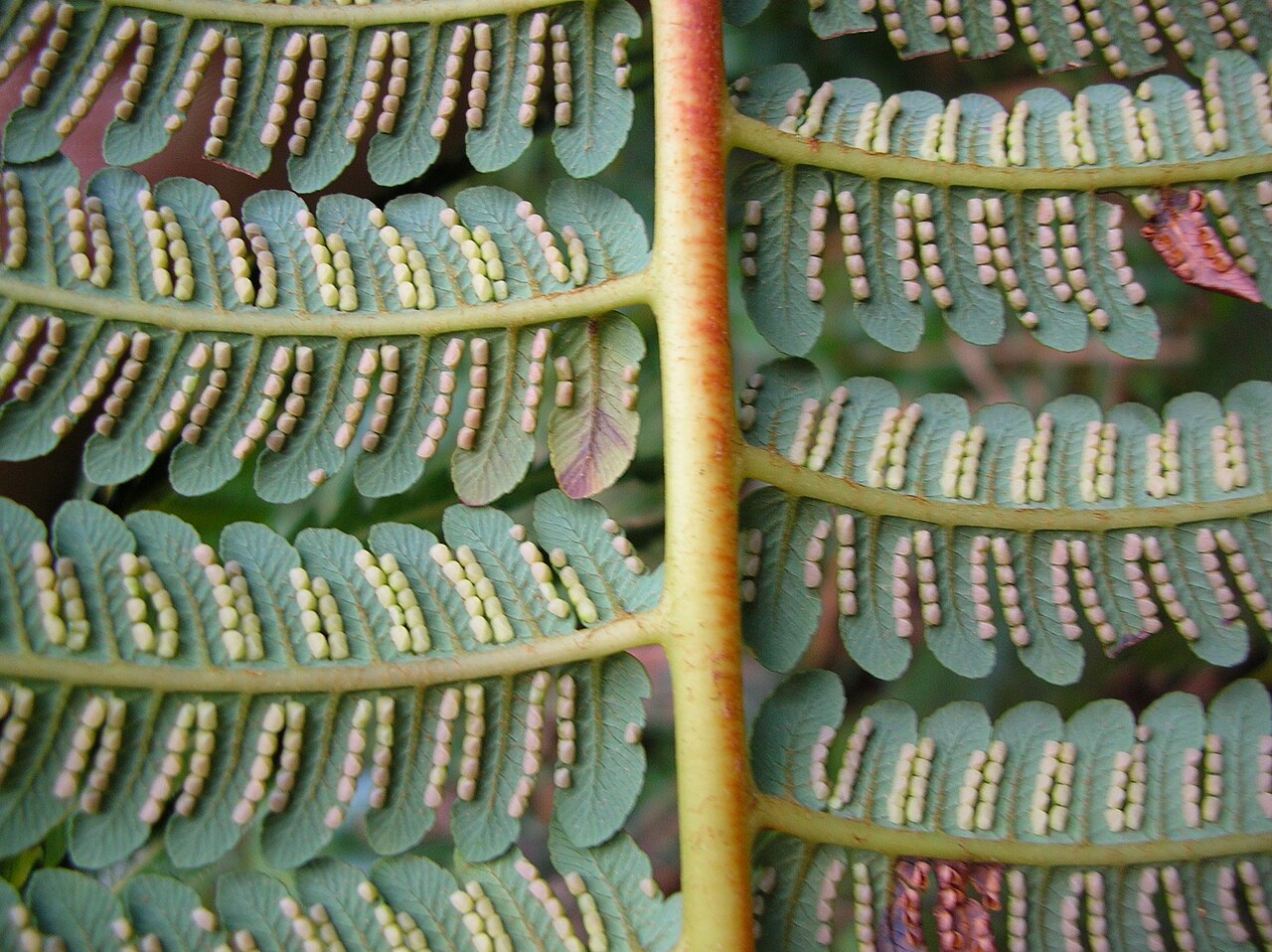 Cibotium glaucum, Hapuu tree fern — upright evergreen (Cibotiaceae) (image 6 of 10)
