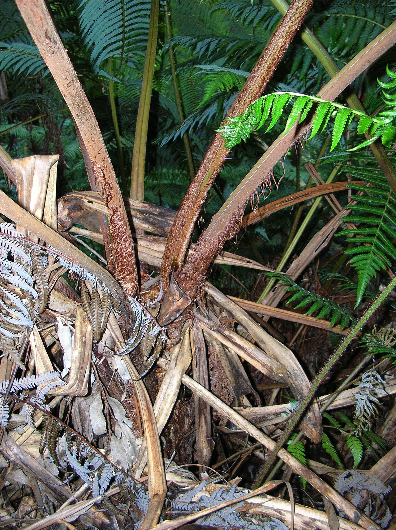 Cibotium glaucum, Hapuu tree fern — upright evergreen (Cibotiaceae) (image 7 of 10)