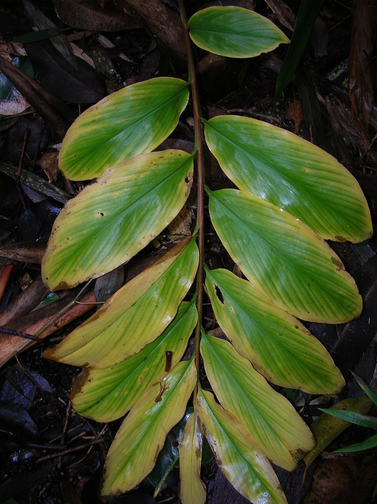 Zingiber zerumbet, Shampoo ginger — clumping deciduous (Zingiberaceae) (image 5 of 10)