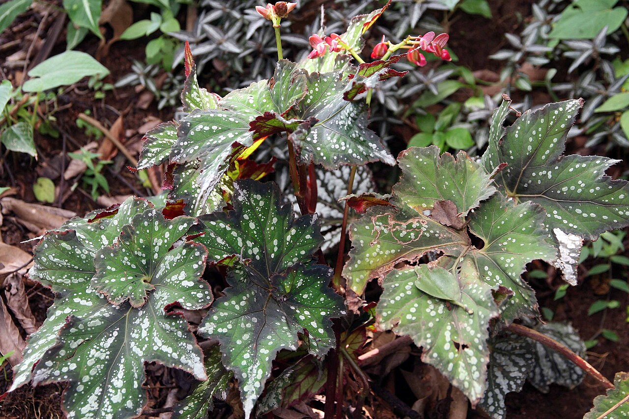 Begonia rex, Rex begonia — mounding evergreen (Begoniaceae) (image 2 of 9)