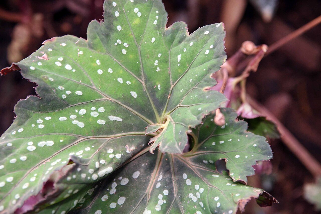 Begonia rex, Rex begonia — mounding evergreen (Begoniaceae) (image 3 of 9)