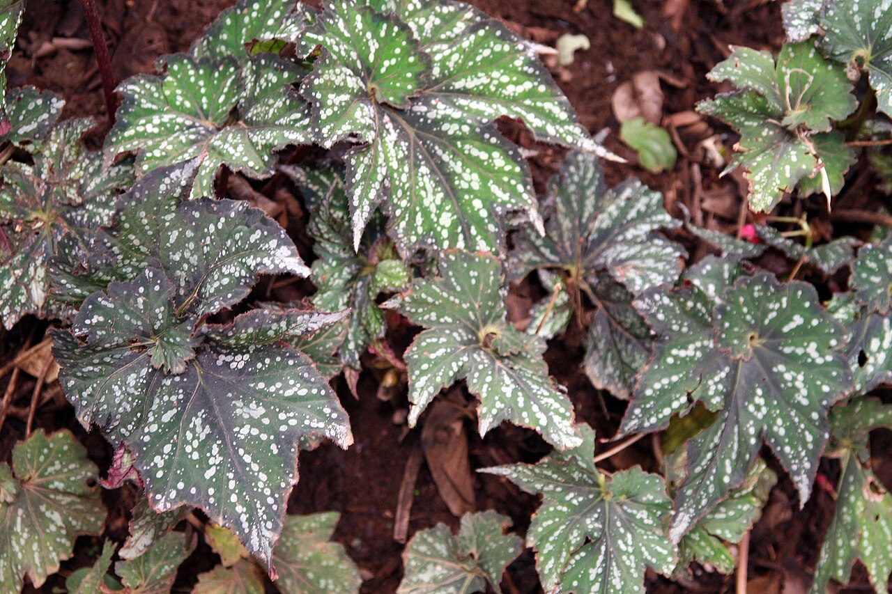 Begonia rex, Rex begonia — mounding evergreen (Begoniaceae) (image 4 of 9)