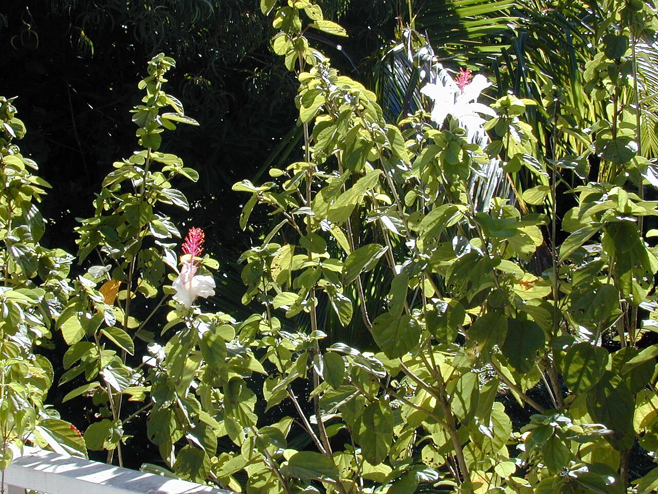 Hibiscus waimeae, Kokio keokeo — upright evergreen (Malvaceae) (image 4 of 9)
