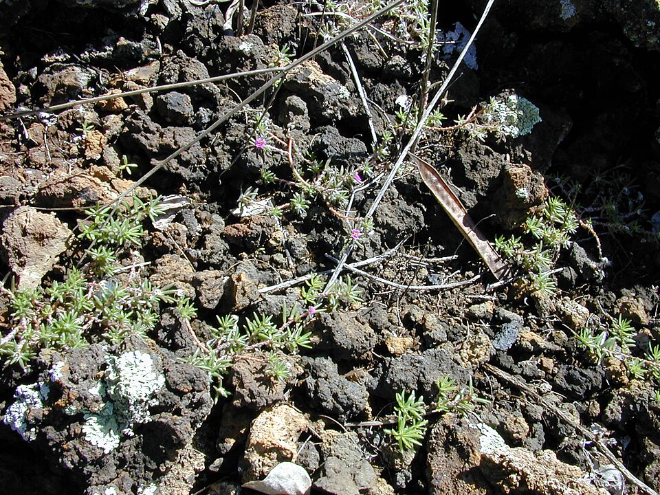 Portulaca pilosa (shaggy portulaca) (alternate view 5)