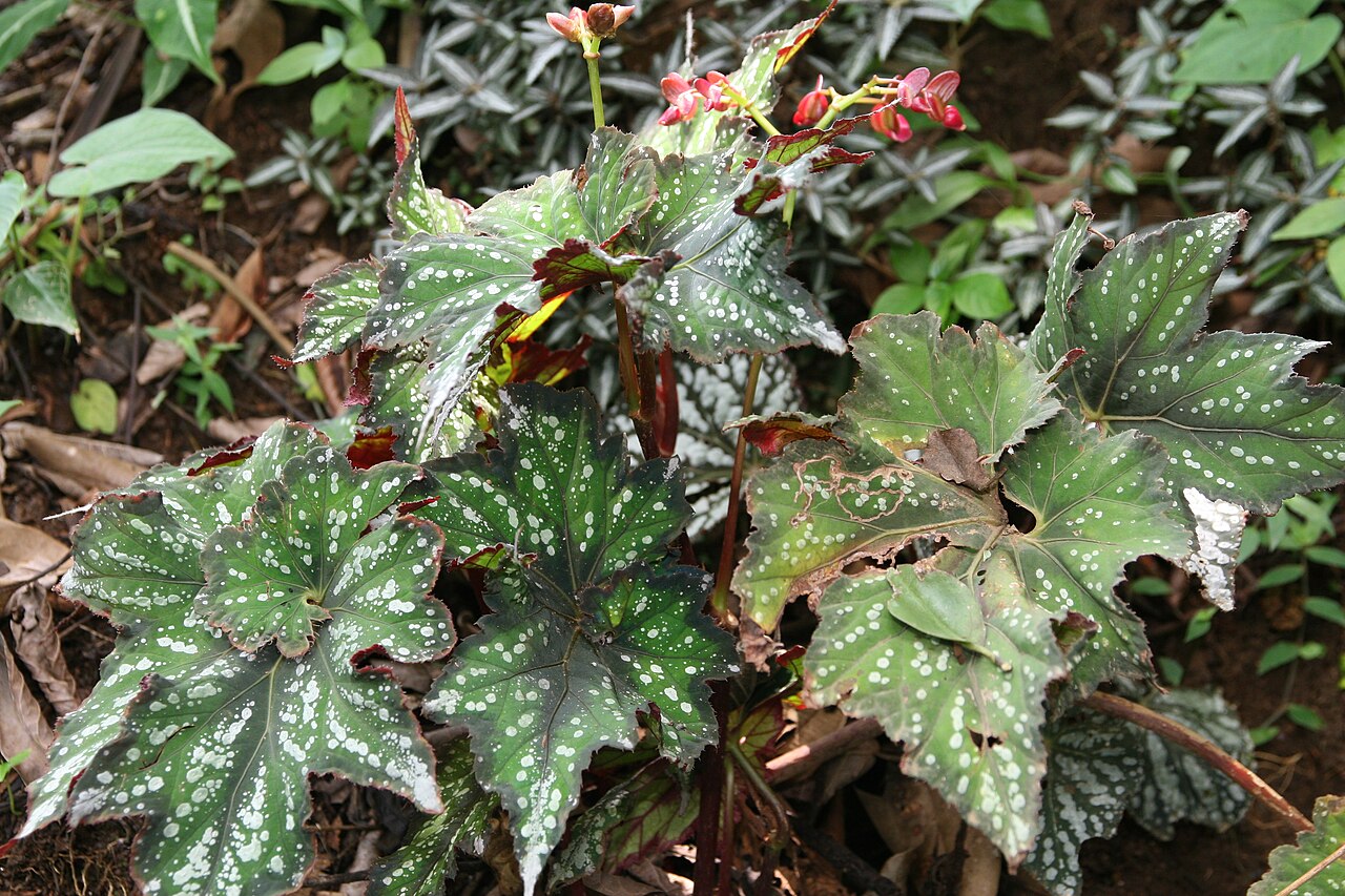 Begonia rex, Rex begonia — mounding evergreen (Begoniaceae) (image 5 of 9)