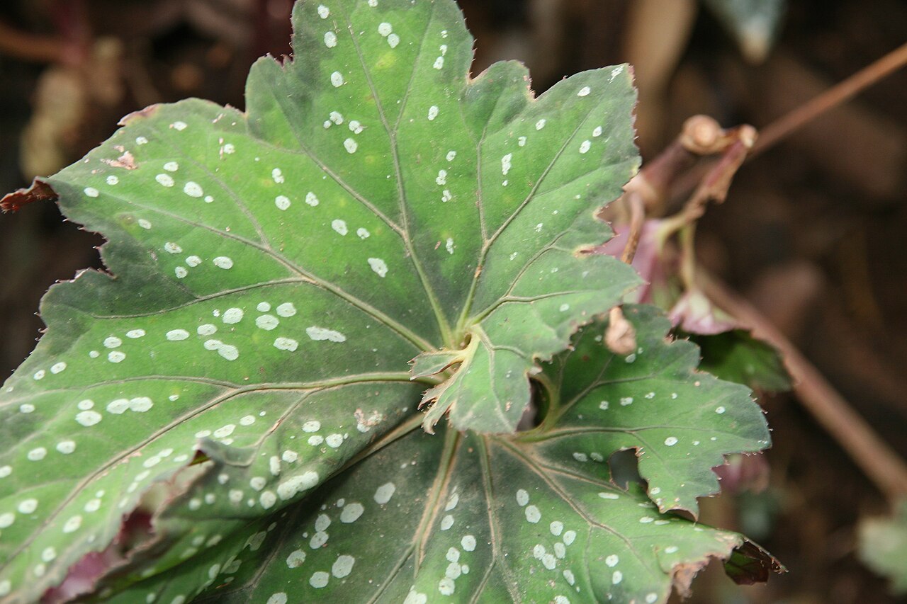 Begonia rex, Rex begonia — mounding evergreen (Begoniaceae) (image 6 of 9)