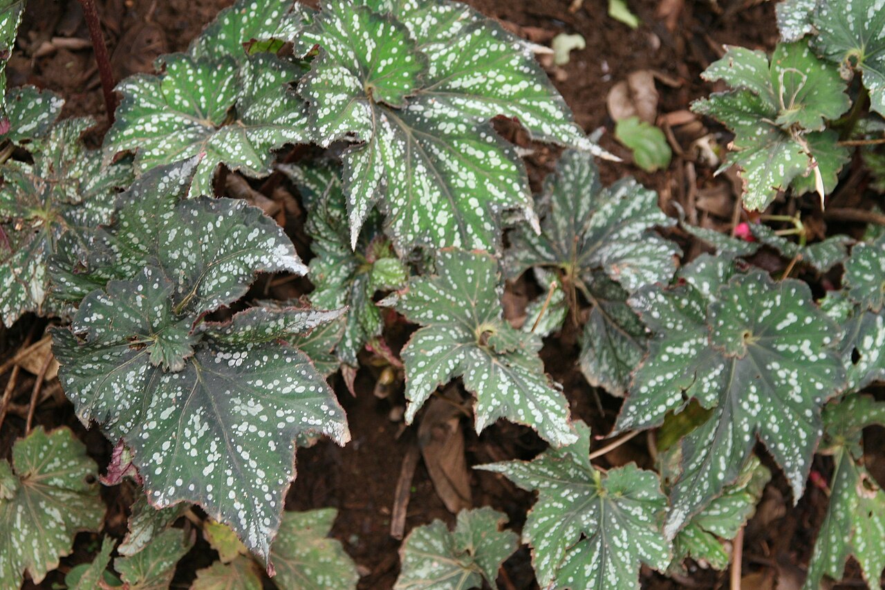 Begonia rex, Rex begonia — mounding evergreen (Begoniaceae) (image 7 of 9)