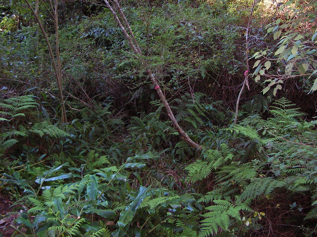 Pipturus albidus, Mamaki — upright evergreen (Urticaceae) (image 7 of 10)