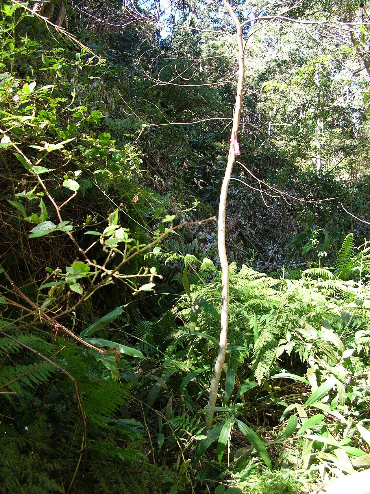 Pipturus albidus, Mamaki — upright evergreen (Urticaceae) (image 8 of 10)