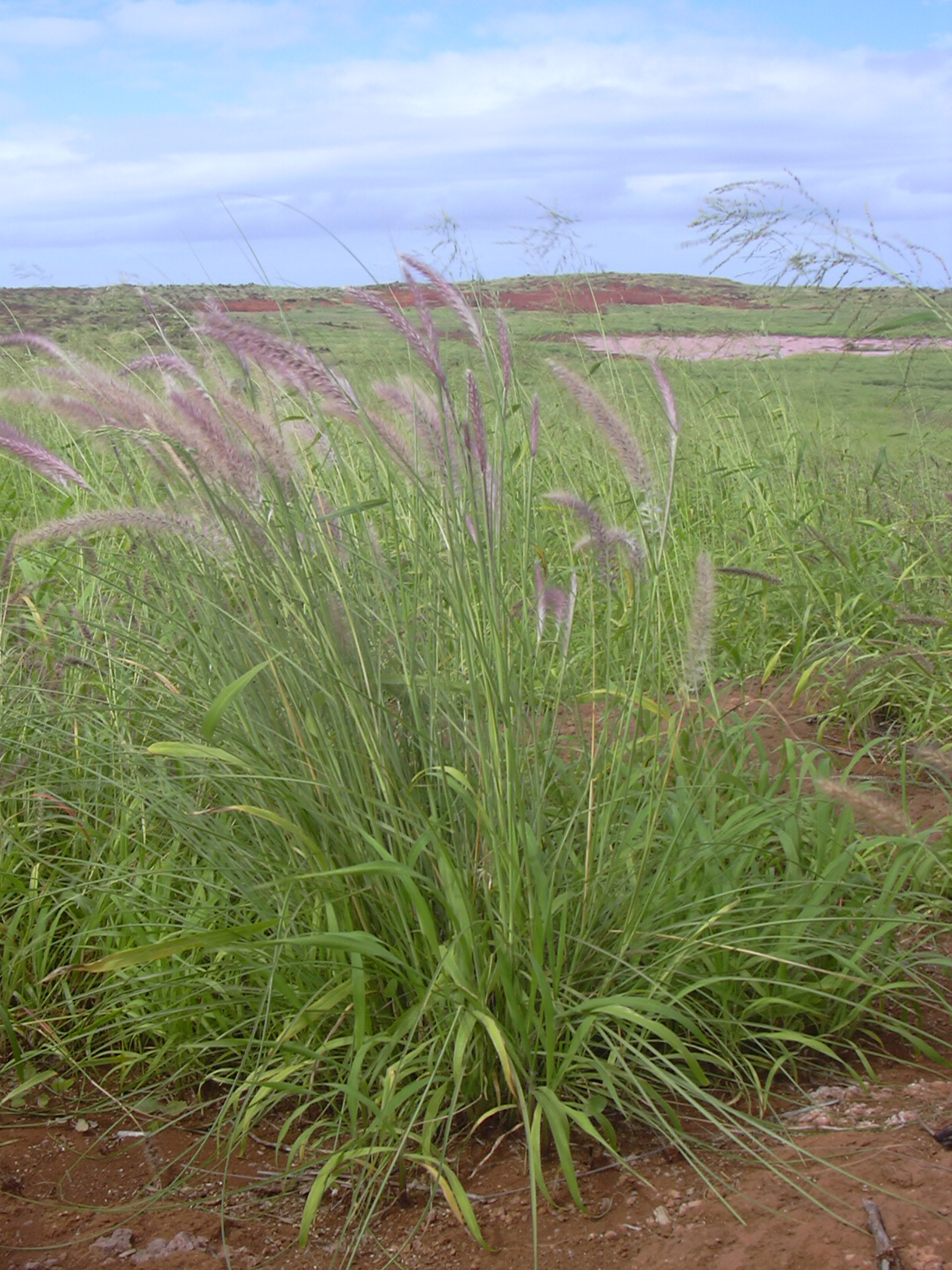 Pennisetum setaceum (Fountain Grass)