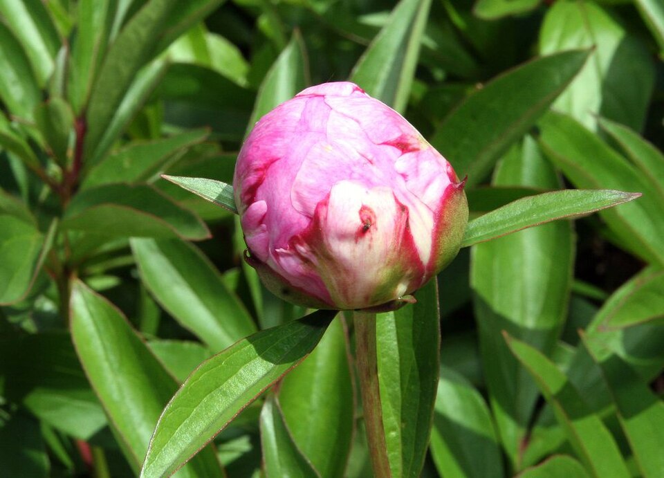 Paeonia 'Felix Crousse' (Felix Crousse Peony) (alternate view 4)