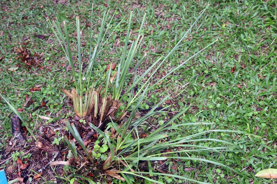 Cortaderia selloana (Pampas Grass) (alternate view 7)