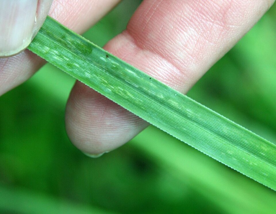 Cortaderia selloana (Pampas Grass) (alternate view 8)