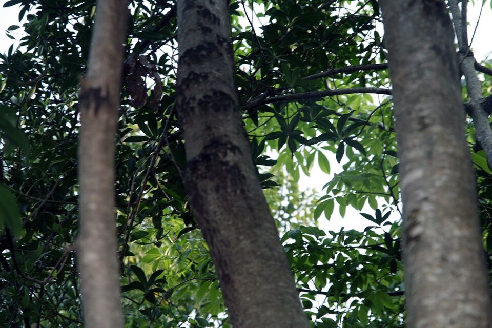 Myrsine (Colicwood) (alternate view 3)