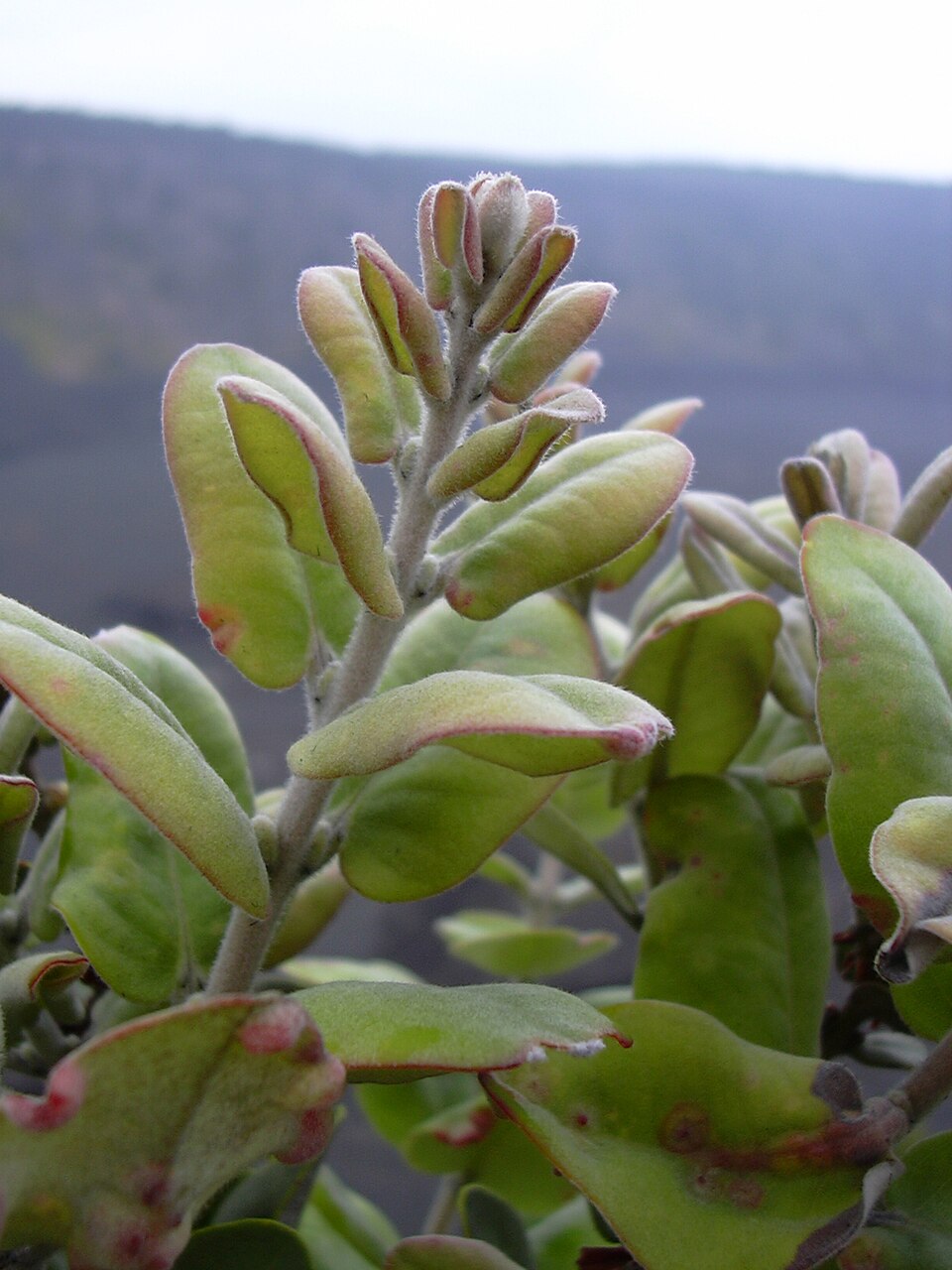 Metrosideros polymorpha (ʻŌhiʻa Lehua) (alternate view 4)