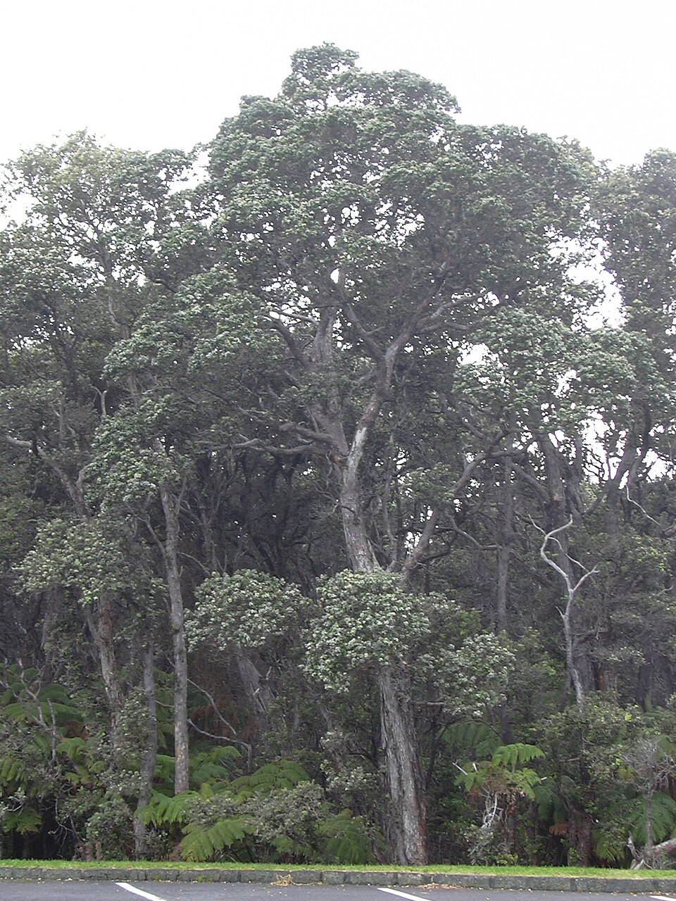 Metrosideros polymorpha (ʻŌhiʻa Lehua) (alternate view 5)