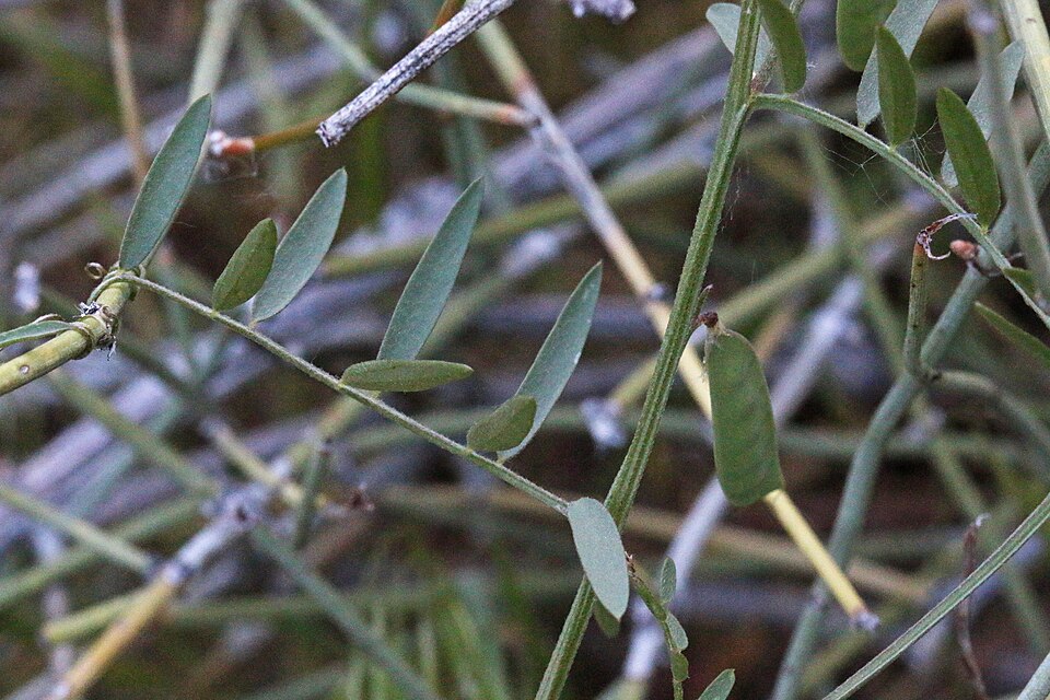 Vicia ludoviciana (slender vetch) (alternate view 6)