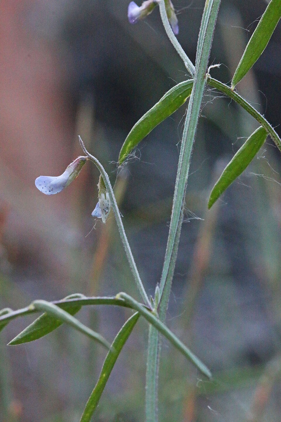 Vicia ludoviciana (slender vetch) (alternate view 7)