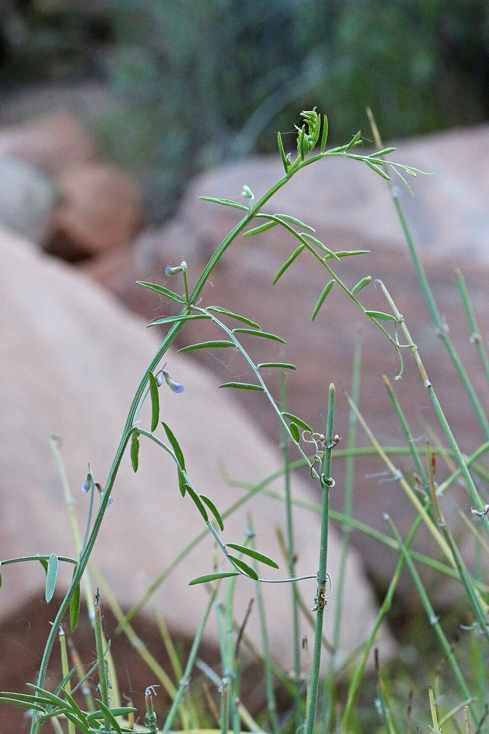 Vicia ludoviciana (slender vetch) (alternate view 8)