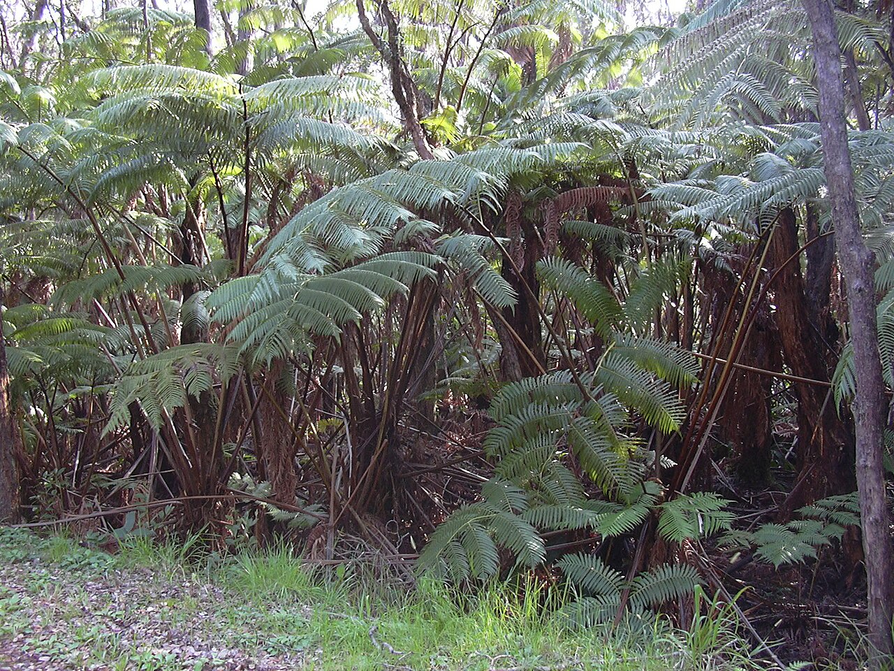 Cibotium glaucum, Hapuu tree fern — upright evergreen (Cibotiaceae) (image 8 of 10)