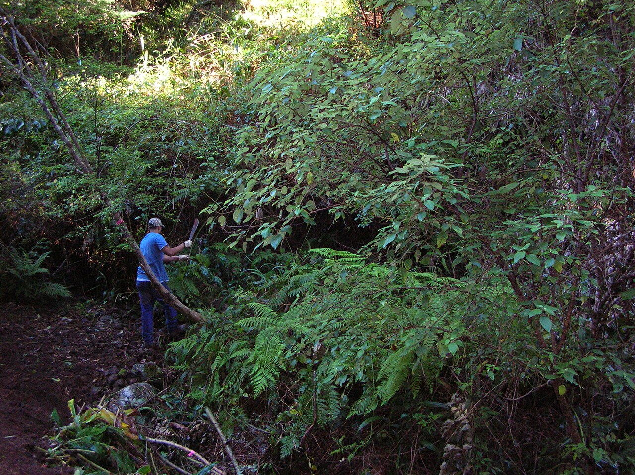 Pipturus albidus, Mamaki — upright evergreen (Urticaceae) (image 10 of 10)
