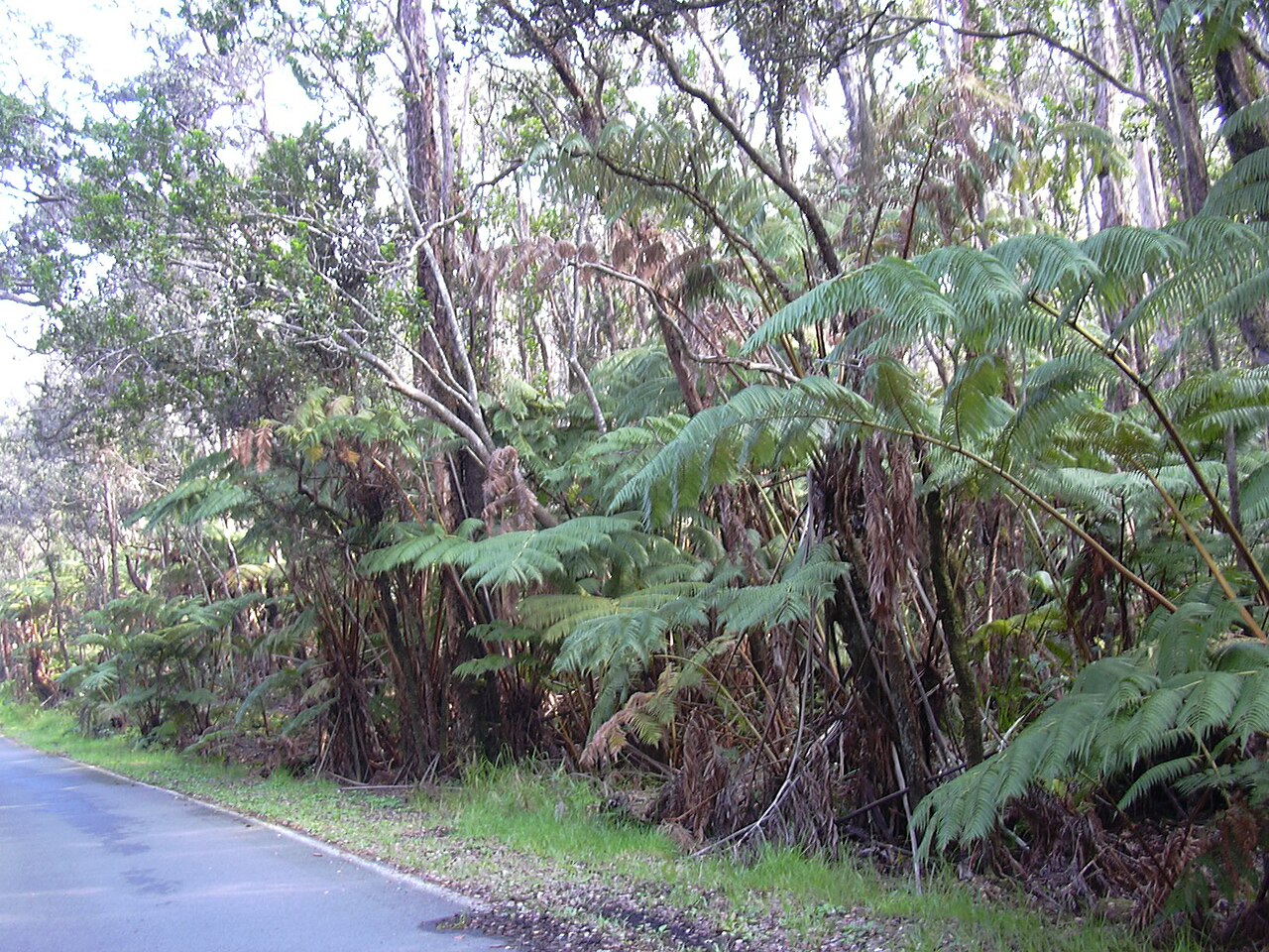 Cibotium glaucum, Hapuu tree fern — upright evergreen (Cibotiaceae) (image 9 of 10)