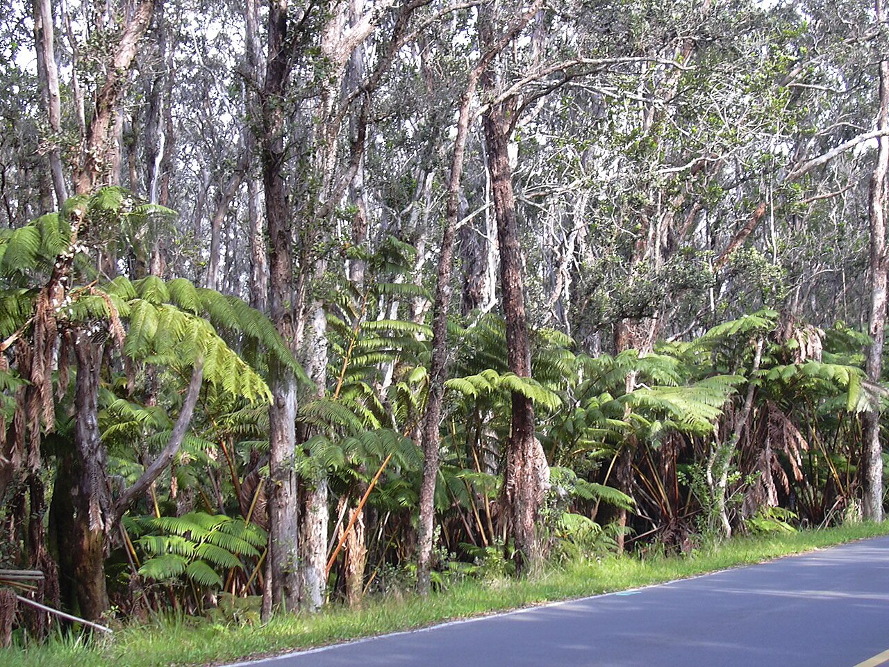 Cibotium glaucum, Hapuu tree fern — upright evergreen (Cibotiaceae) (image 10 of 10)