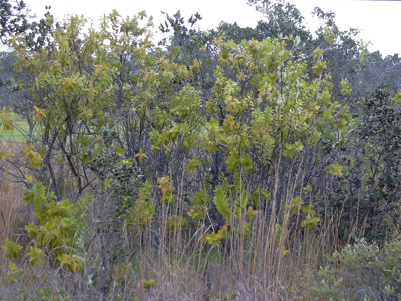 Santalum paniculatum, Hawaiian sandalwood — upright evergreen (Santalaceae) (image 2 of 10)