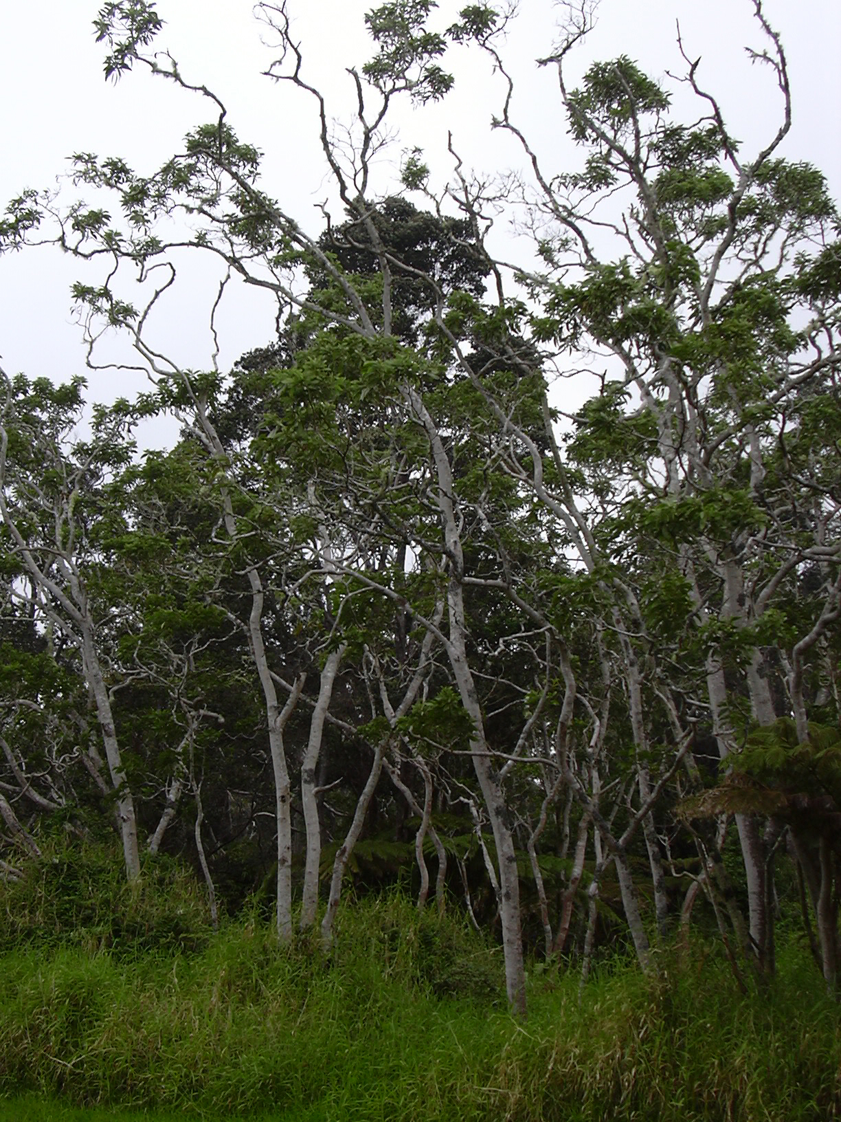 Acacia koa, Koa — spreading evergreen (Fabaceae) (image 7 of 8)