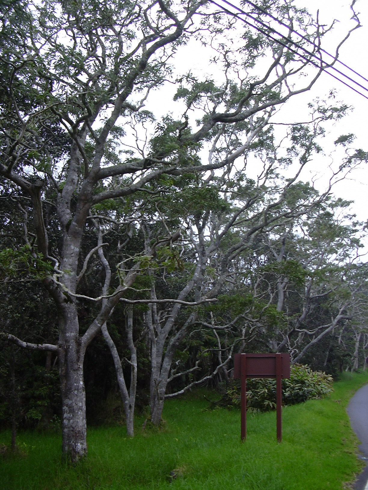 Acacia koa, Koa — spreading evergreen (Fabaceae) (image 8 of 8)