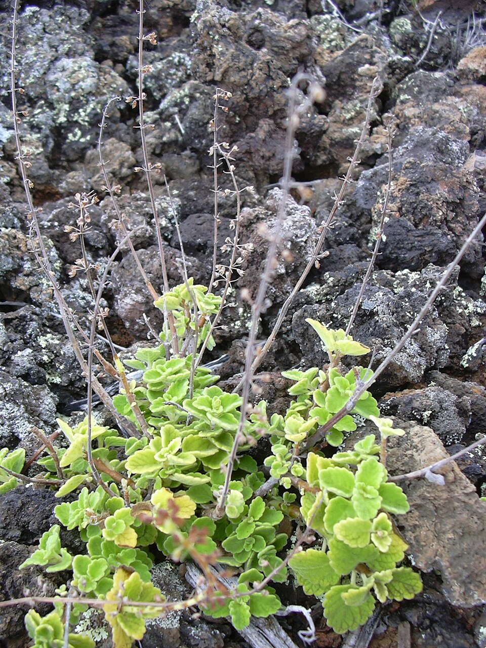 Coleus australis (little spurflower) (alternate view 7)