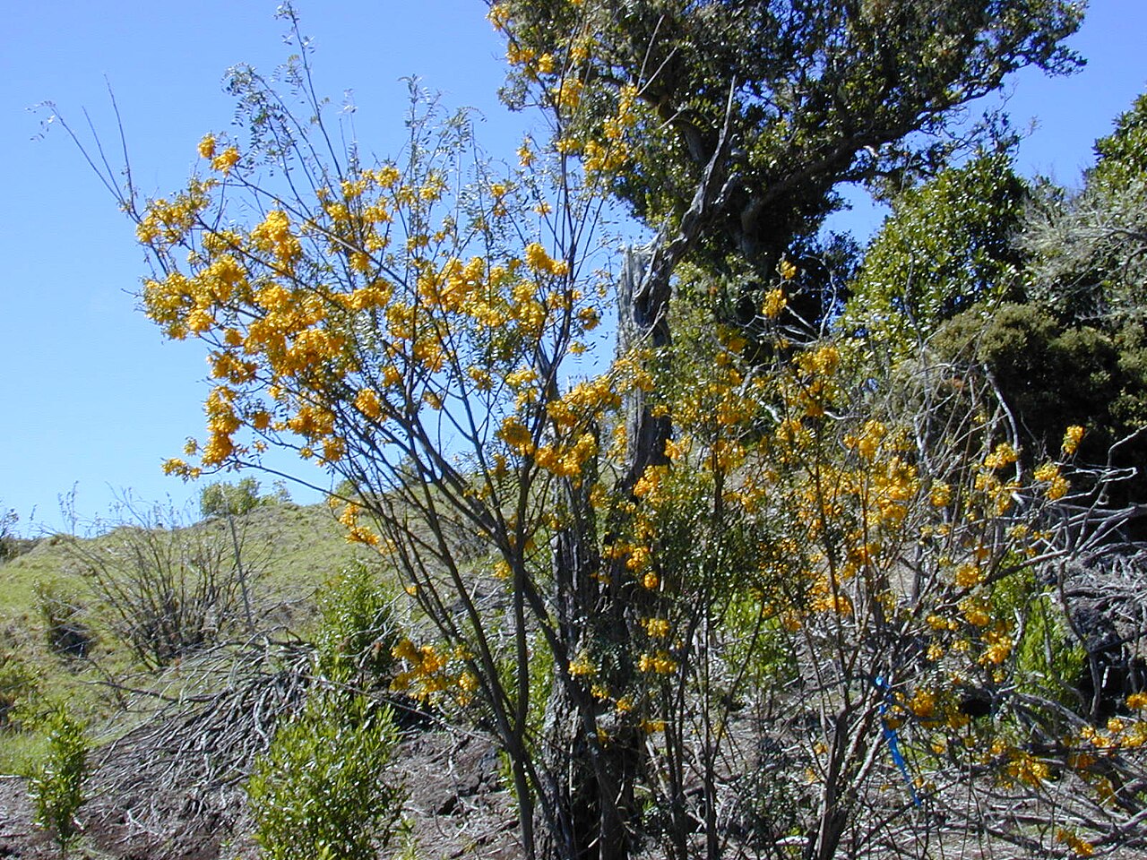Sophora chrysophylla, Mamane — upright evergreen (Fabaceae) (image 10 of 10)