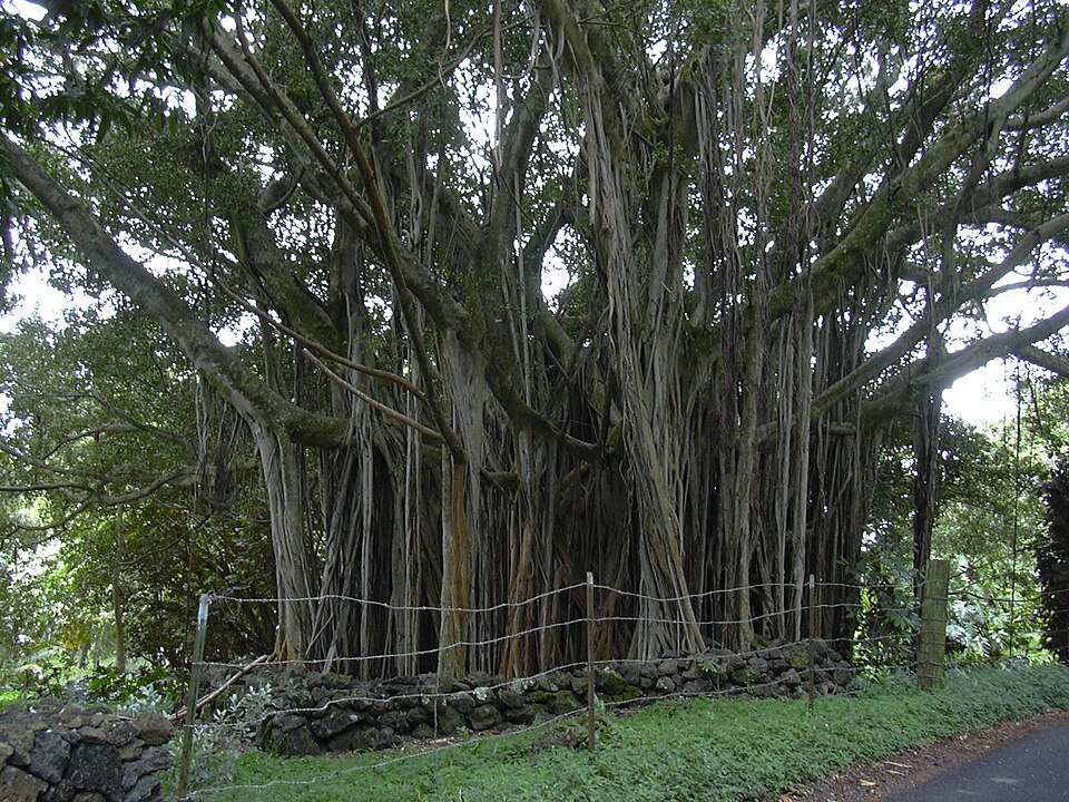 Ficus microcarpa (Ficus Ginseng) (alternate view 4)