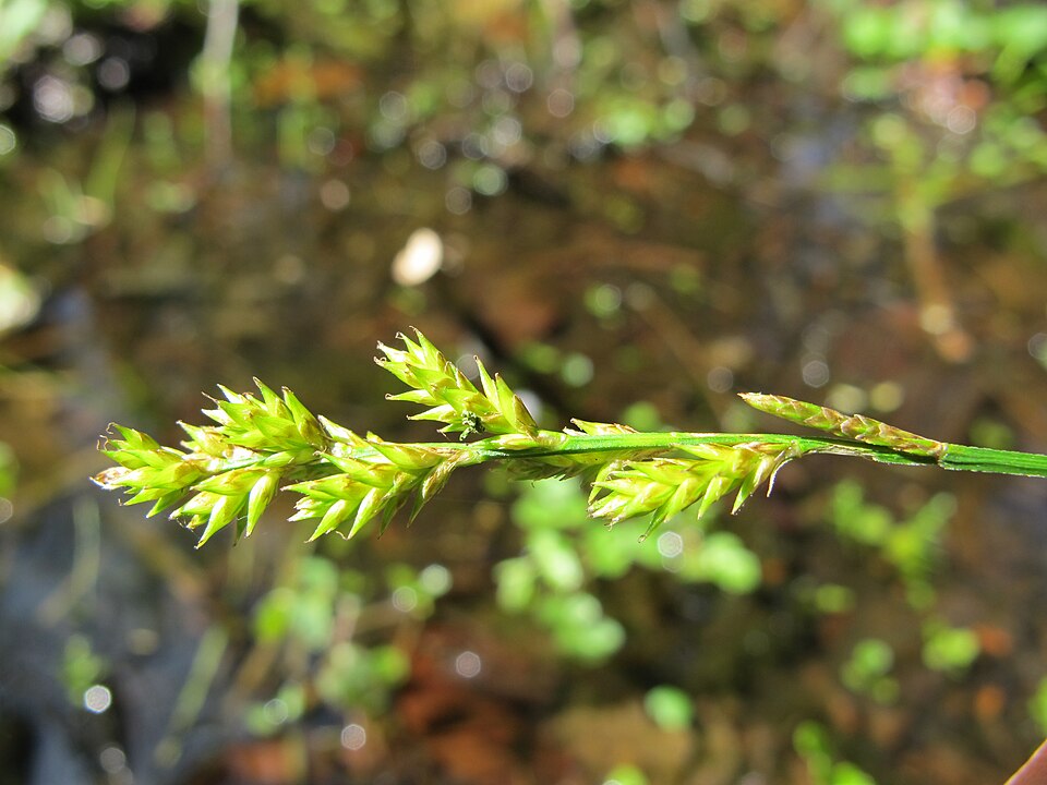 Carex elongata (elongated sedge) (alternate view 9)