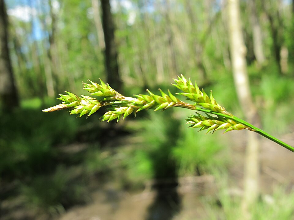 Carex elongata (elongated sedge) (alternate view 10)