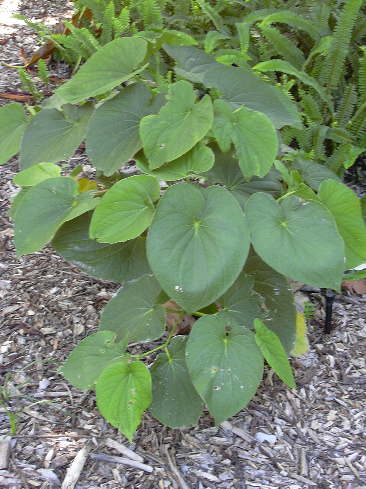 Piper methysticum, Kava — upright evergreen (Piperaceae) (image 5 of 9)