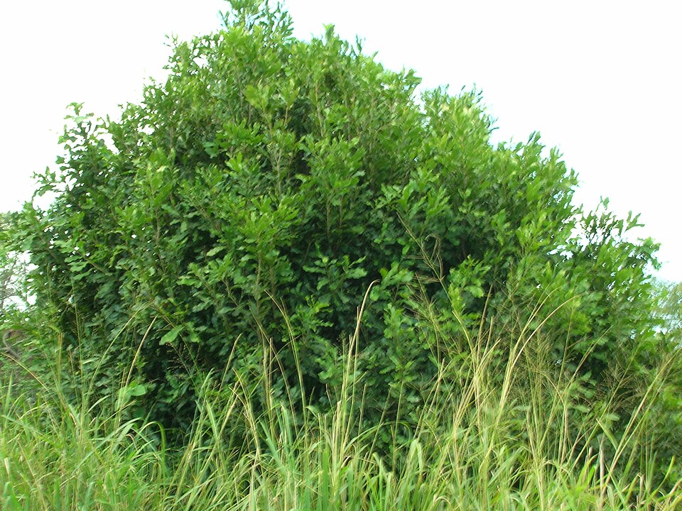 Macadamia integrifolia (Macadamia Nut) (alternate view 9)