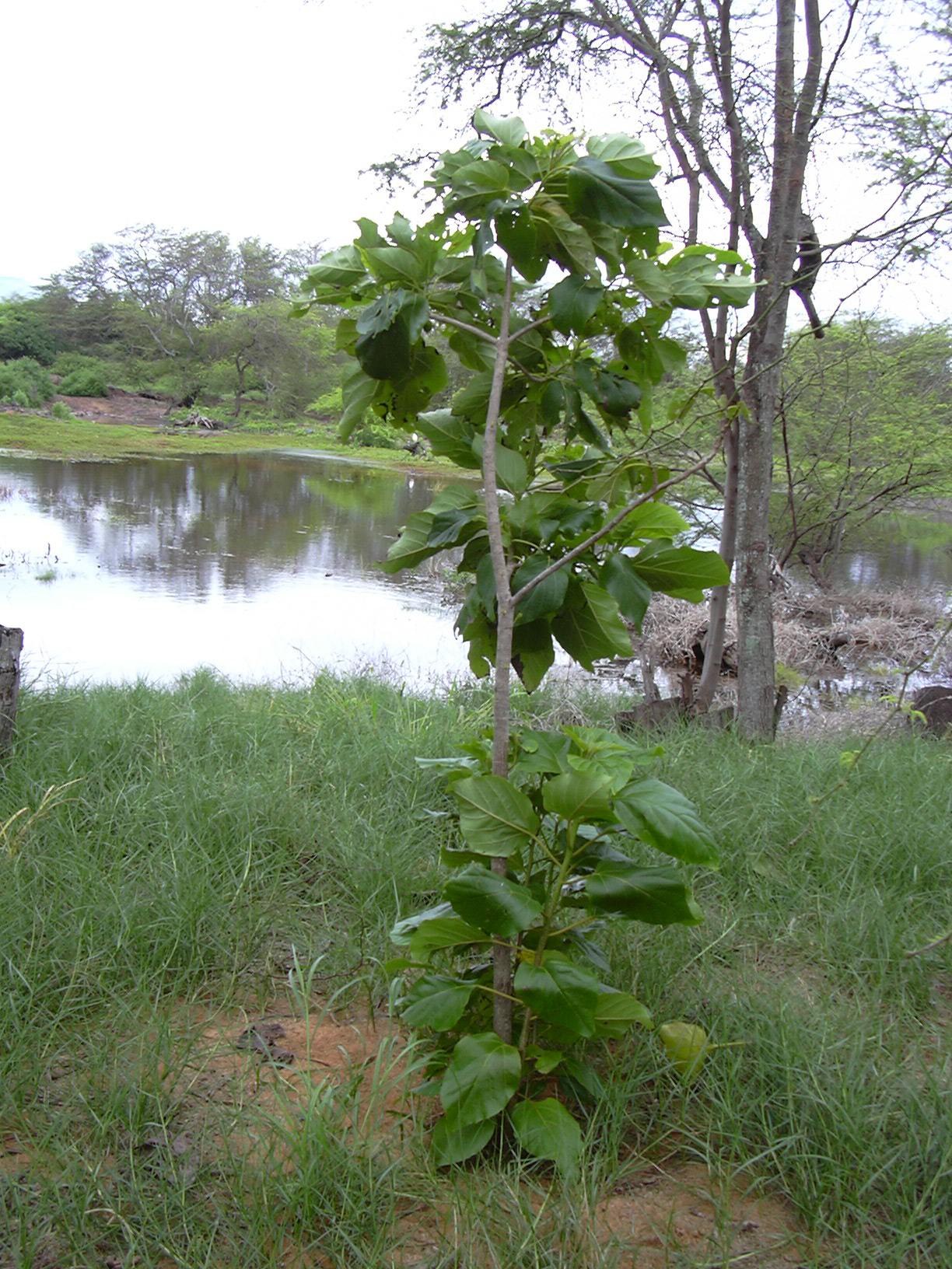 Cordia subcordata, Kou — spreading evergreen (Boraginaceae) (image 4 of 6)
