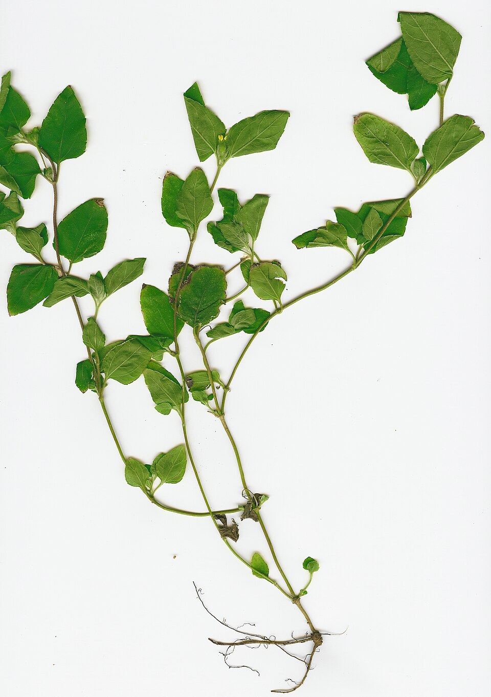 Calyptocarpus vialis (straggler daisy)