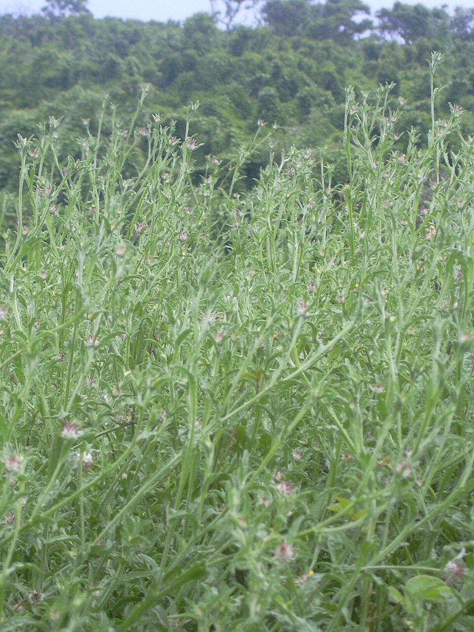 Centaurea melitensis (Maltese star-thistle) (alternate view 6)