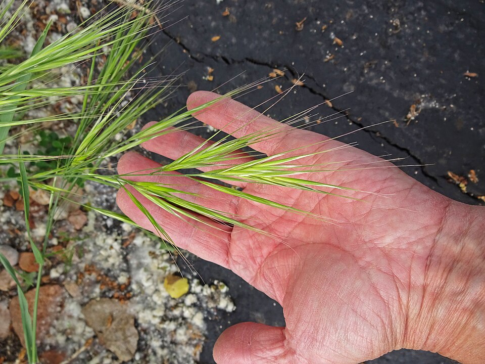 Bromus diandrus (great brome)