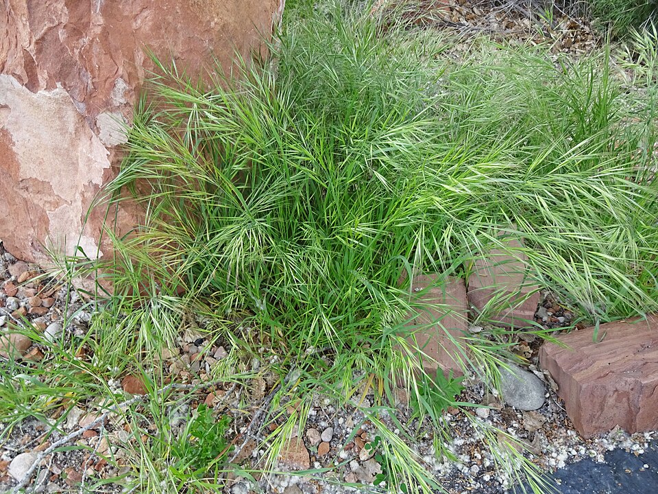 Bromus diandrus (great brome) (alternate view 2)