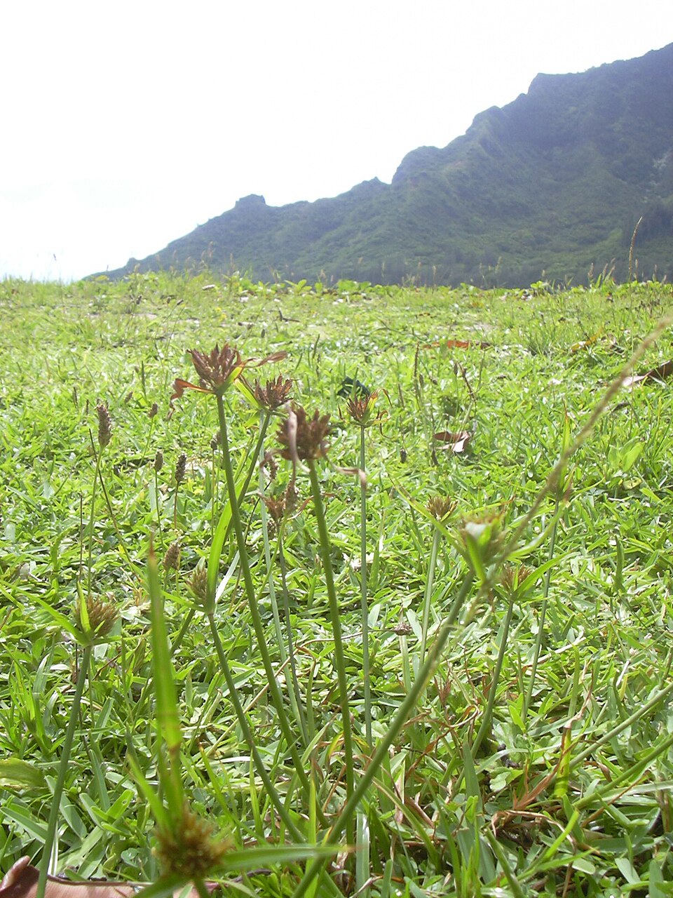 Cyperus polystachyos (Bunchy flat-sedge) (alternate view 2)