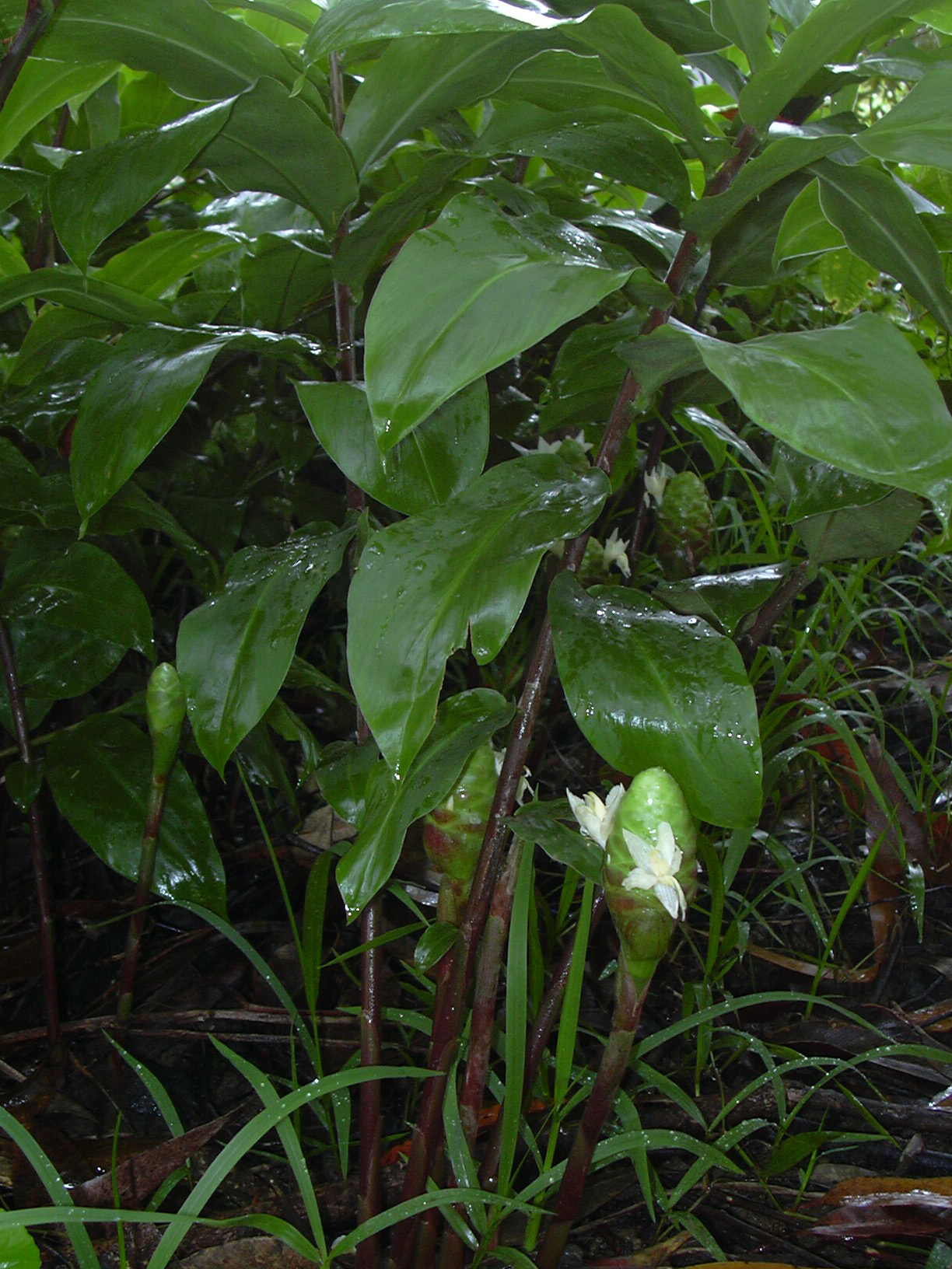 Zingiber zerumbet, Shampoo ginger — clumping deciduous (Zingiberaceae) (image 6 of 10)