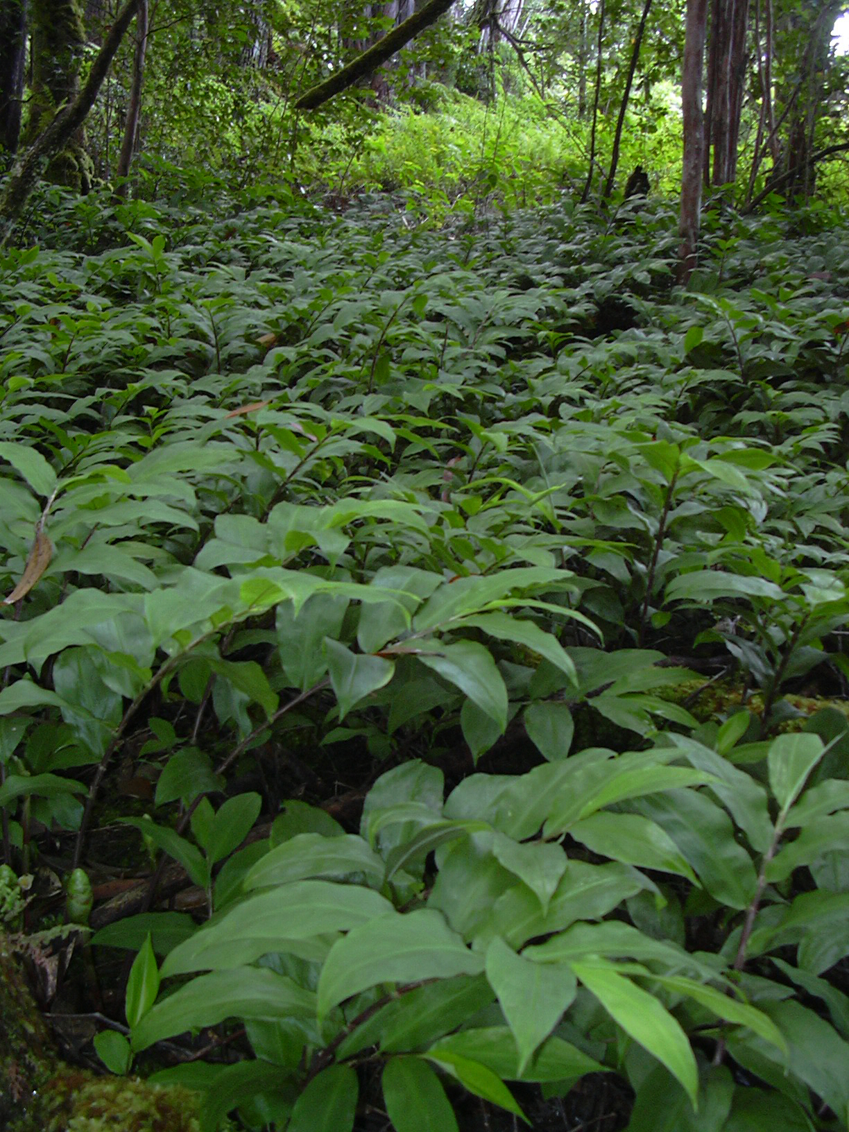 Zingiber zerumbet, Shampoo ginger — clumping deciduous (Zingiberaceae) (image 7 of 10)