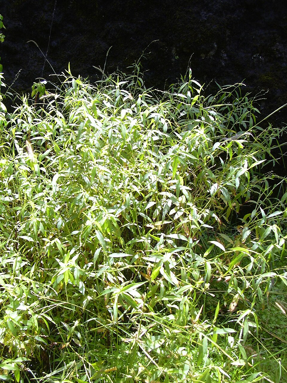 Persicaria punctata (Dotted Smartweed) (alternate view 6)
