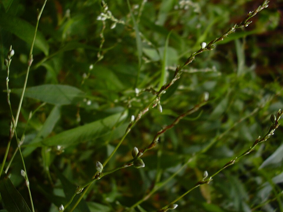 Persicaria punctata (Dotted Smartweed) (alternate view 7)